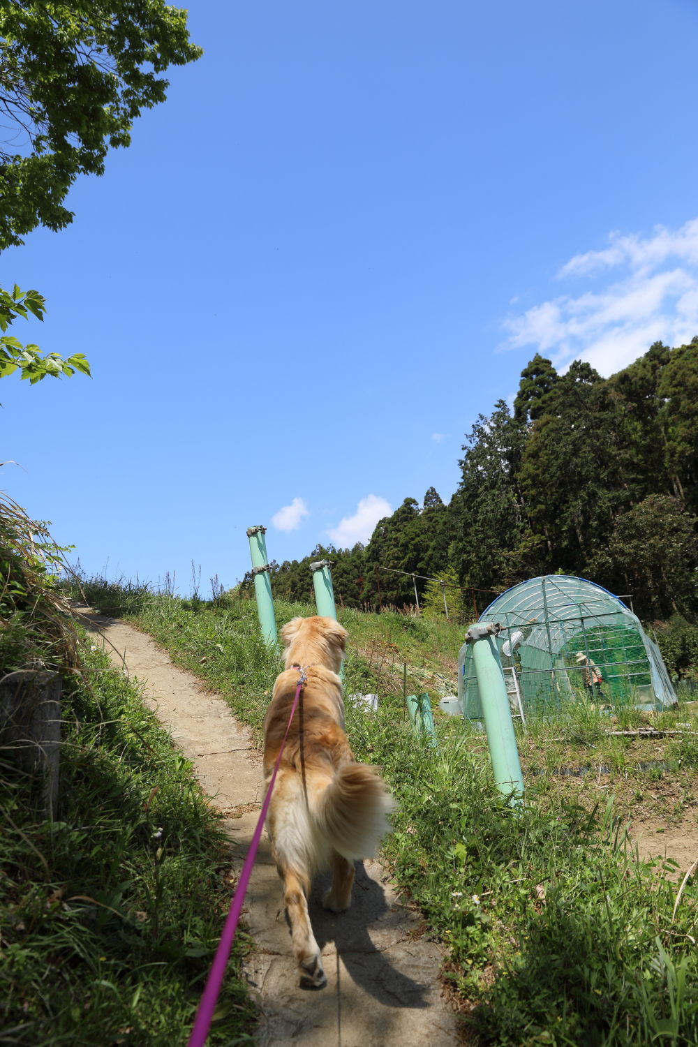 山道を行く♪_b0275998_14533981.jpg