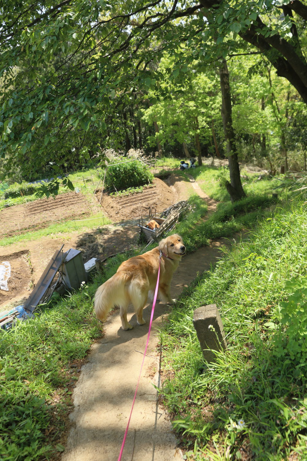 山道を行く♪_b0275998_14545854.jpg