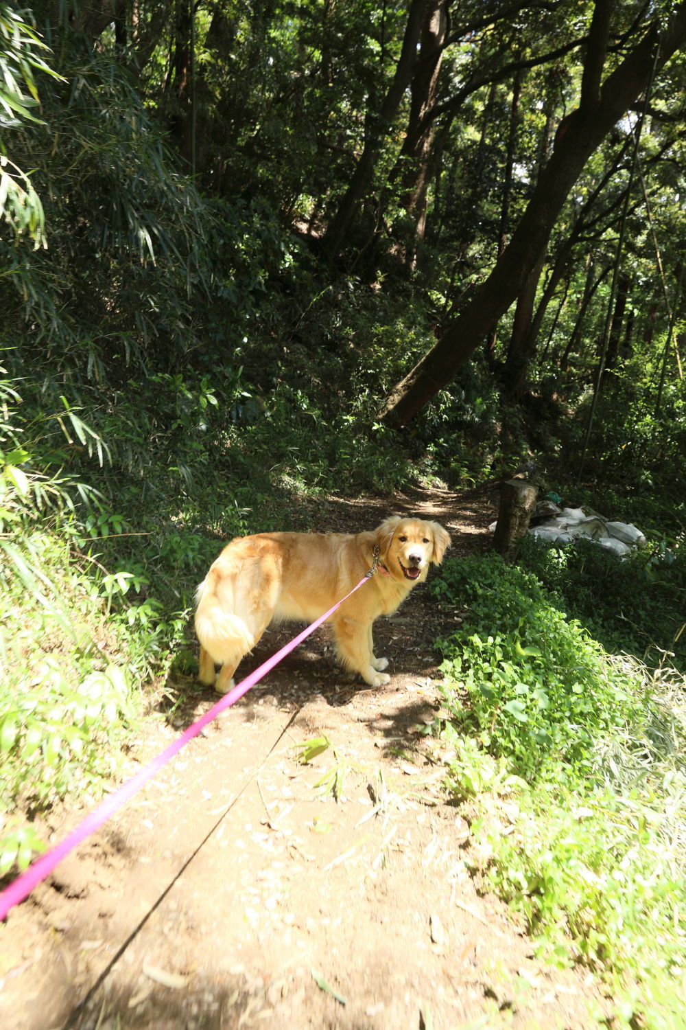 山道を行く♪_b0275998_14552980.jpg