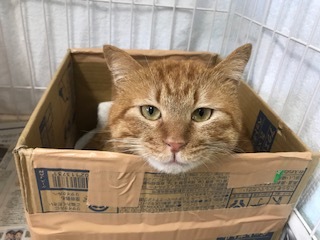 【犬猫・移動先募集】センター(本所)収容(4/24訪問)_f0242002_16143975.jpg