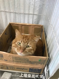 【犬猫・移動先募集】センター(本所)収容(4/24訪問)_f0242002_16144691.jpg