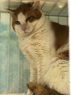 【犬猫・移動先募集】センター(本所)収容(4/24訪問)_f0242002_16145786.jpg