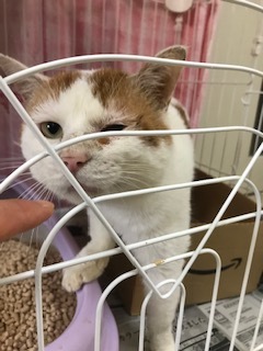 【犬猫・移動先募集】センター(本所)収容(4/24訪問)_f0242002_16150405.jpg