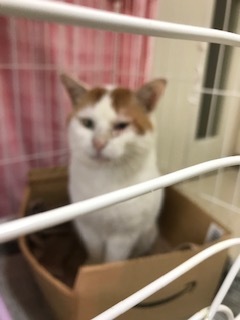 【犬猫・移動先募集】センター(本所)収容(4/24訪問)_f0242002_16184876.jpg