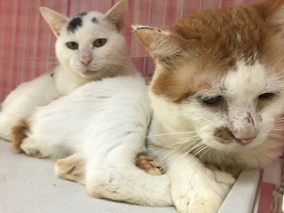 【犬猫・移動先募集】センター(本所)収容(4/24訪問)_f0242002_16190455.jpg
