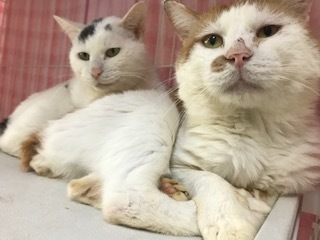 【犬猫・移動先募集】センター(本所)収容(4/24訪問)_f0242002_16191459.jpg