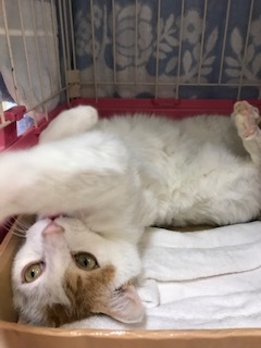 【犬猫・移動先募集】センター(本所)収容(4/24訪問)_f0242002_16192152.jpg