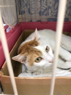 【犬猫・移動先募集】センター(本所)収容(4/24訪問)_f0242002_16194442.jpg