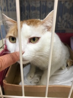 【犬猫・移動先募集】センター(本所)収容(4/24訪問)_f0242002_16195341.jpg