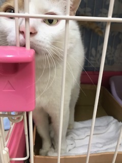 【犬猫・移動先募集】センター(本所)収容(4/24訪問)_f0242002_16255249.jpg