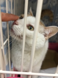 【犬猫・移動先募集】センター(本所)収容(4/24訪問)_f0242002_16260070.jpg