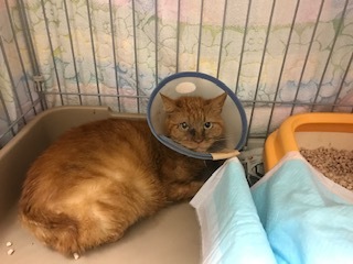【犬猫・移動先募集】センター(本所)収容(4/24訪問)_f0242002_16271437.jpg