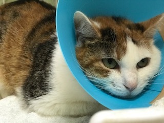 【犬猫・移動先募集】センター(本所)収容(4/24訪問)_f0242002_16275581.jpg