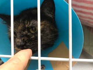 【犬猫・移動先募集】センター(本所)収容(4/24訪問)_f0242002_16281090.jpg
