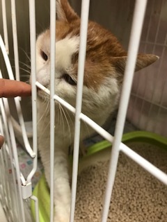 【犬猫・移動先募集】センター(本所)収容(4/24訪問)_f0242002_16283197.jpg