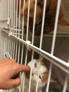 【犬猫・移動先募集】センター(本所)収容(4/24訪問)_f0242002_16325323.jpg