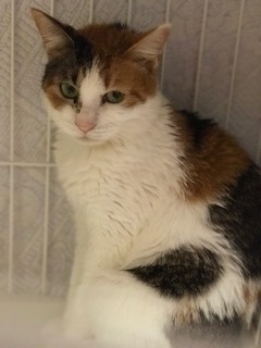 【犬猫・移動先募集】センター(本所)収容(4/24訪問)_f0242002_16330341.jpg
