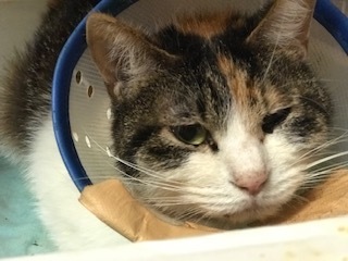 【犬猫・移動先募集】センター(本所)収容(4/24訪問)_f0242002_16342183.jpg