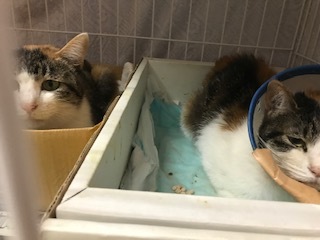 【犬猫・移動先募集】センター(本所)収容(4/24訪問)_f0242002_16343094.jpg