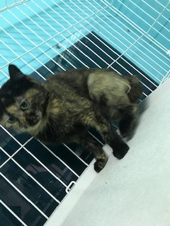 【犬猫・移動先募集】センター(本所)収容(4/24訪問)_f0242002_16383240.jpg