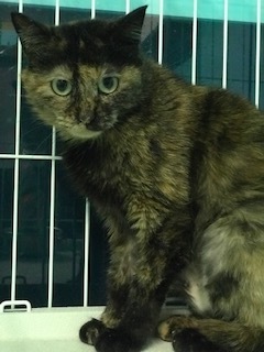 【犬猫・移動先募集】センター(本所)収容(4/24訪問)_f0242002_16384532.jpg