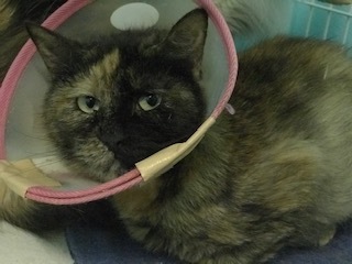 【犬猫・移動先募集】センター(本所)収容(4/24訪問)_f0242002_16390457.jpg