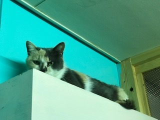 【犬猫・移動先募集】センター(本所)収容(4/24訪問)_f0242002_16393357.jpg