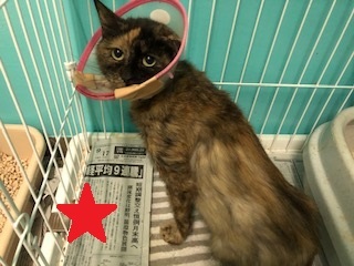 【犬猫・移動先募集】センター(本所)収容(4/24訪問)_f0242002_21281298.jpg