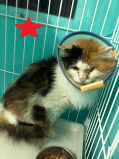 【犬猫・移動先募集】センター(本所)収容(4/24訪問)_f0242002_21283061.jpg
