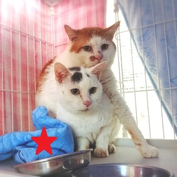 【犬猫・移動先募集】センター(本所)収容(4/24訪問)_f0242002_21330972.jpg