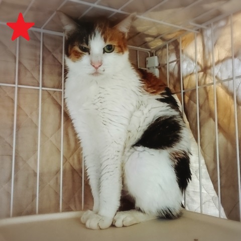【犬猫・移動先募集】センター(本所)収容(4/24訪問)_f0242002_21332666.jpg