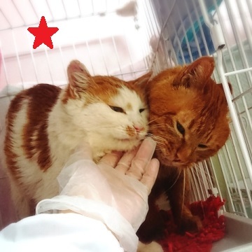 【犬猫・移動先募集】センター(本所)収容(4/24訪問)_f0242002_21395377.jpg