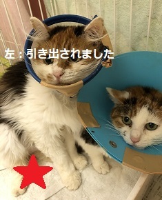【犬猫・移動先募集】センター(本所)収容(4/24訪問)_f0242002_21401058.jpg
