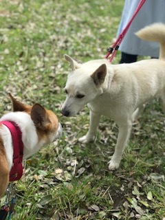 【犬猫・移動先募集】センター(本所)収容(4/24訪問)_f0242002_21471592.jpg