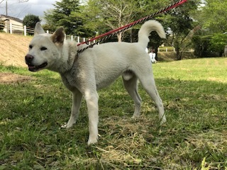 【犬猫・移動先募集】センター(本所)収容(4/24訪問)_f0242002_21475729.jpg