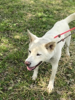 【犬猫・移動先募集】センター(本所)収容(4/24訪問)_f0242002_21481378.jpg