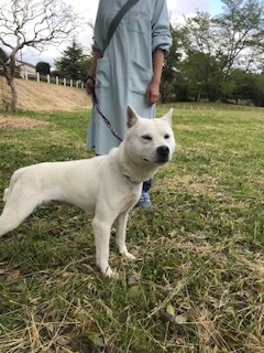 【犬猫・移動先募集】センター(本所)収容(4/24訪問)_f0242002_21492705.jpg
