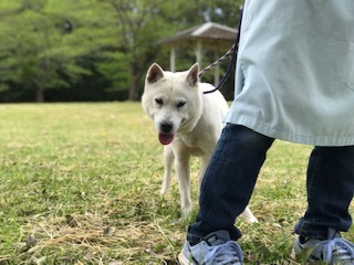 【犬猫・移動先募集】センター(本所)収容(4/24訪問)_f0242002_21493612.jpg