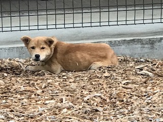 【犬猫・移動先募集】センター(本所)収容(4/24訪問)_f0242002_21494528.jpg