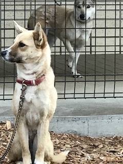 【犬猫・移動先募集】センター(本所)収容(4/24訪問)_f0242002_21495714.jpg