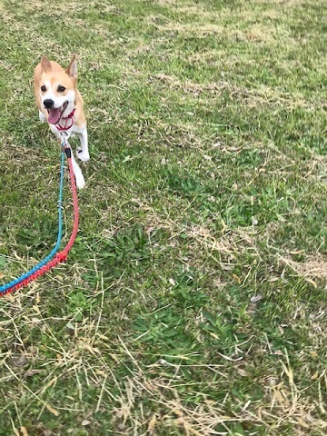 【犬猫・移動先募集】センター(本所)収容(4/24訪問)_f0242002_22125191.jpg