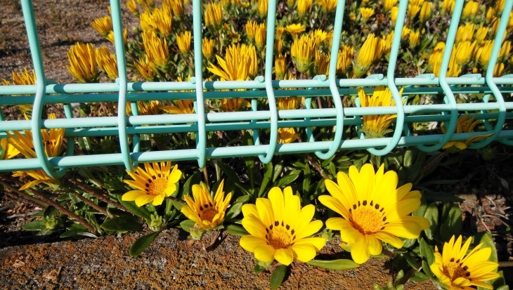 ガザニアの花壇 4 25 徳ちゃん便り