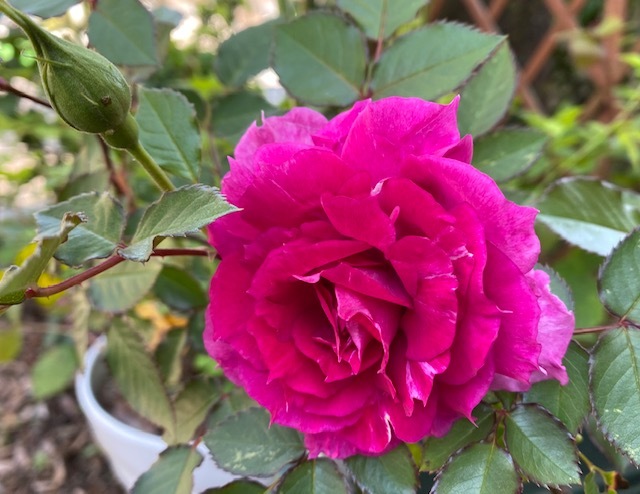 薔薇一輪 ピカいちさん の 雨ニモマケズ