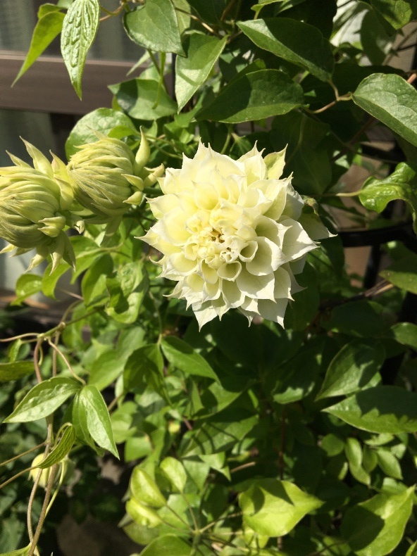 開花したクレマチスと薬害が出てしまった薔薇 Ekkoの小さな庭遊び 開花したクレマチスと薬害が出てしまった薔薇 Ekkoの小さな庭遊び