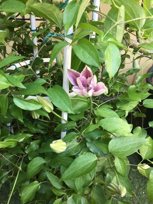 開花したクレマチスと薬害が出てしまった薔薇 Ekkoの小さな庭遊び
