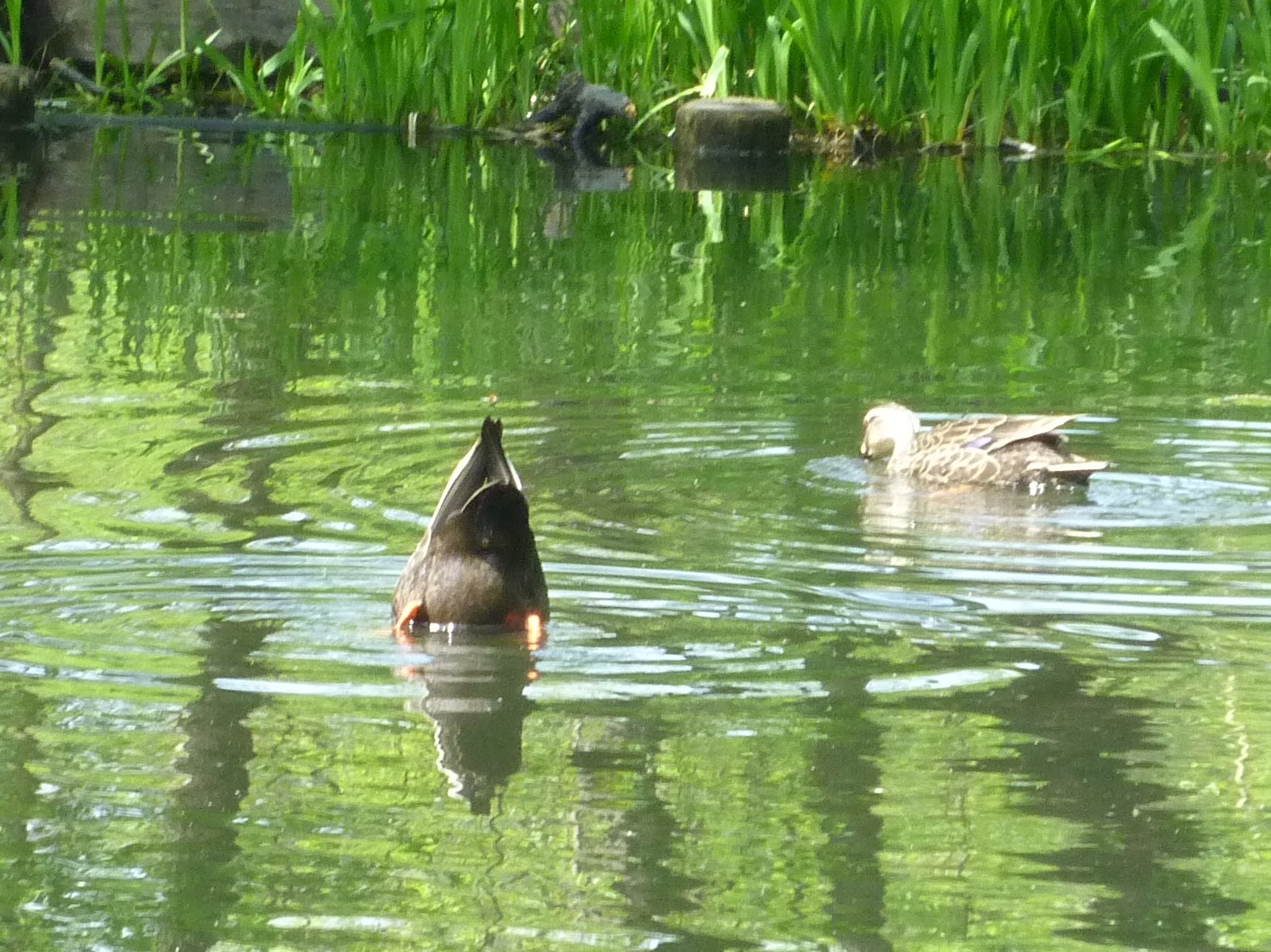 鴨とタケノコ : ぽつぽつ山レポ、ときどき休み、ところにより道草