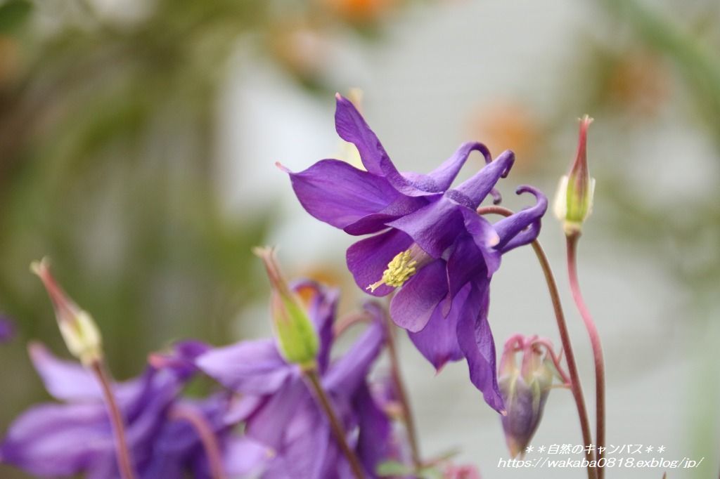 西洋オダマキの花は種類が多いです 自然のキャンバス