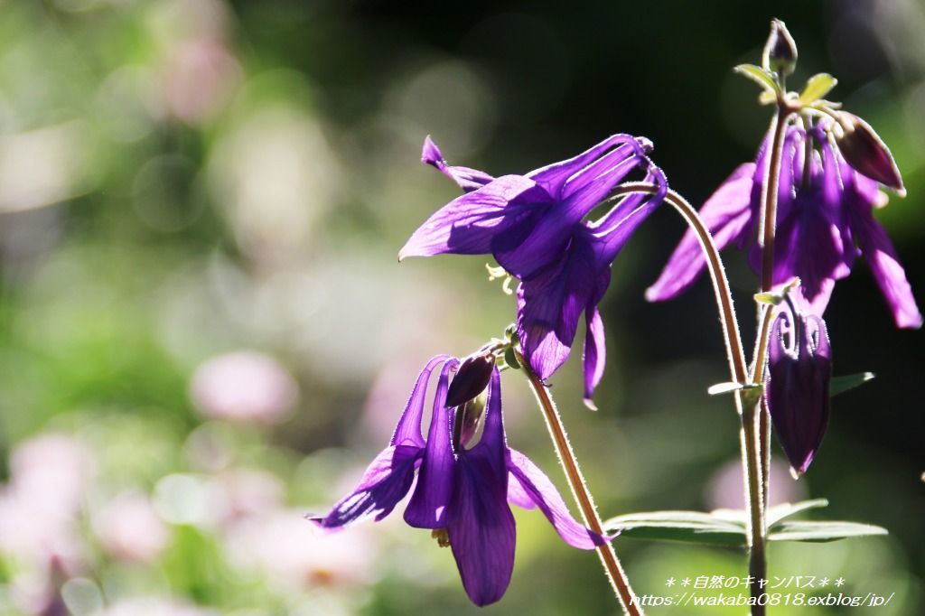 西洋オダマキの花は種類が多いです 自然のキャンバス