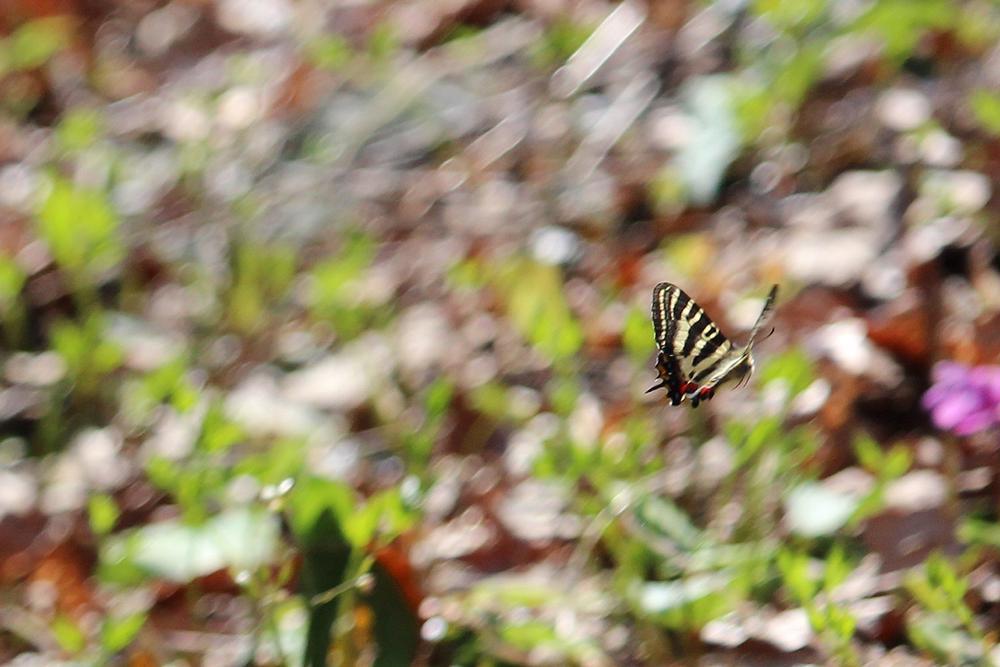 カタクリとギフチョウ_e0403850_21093938.jpg