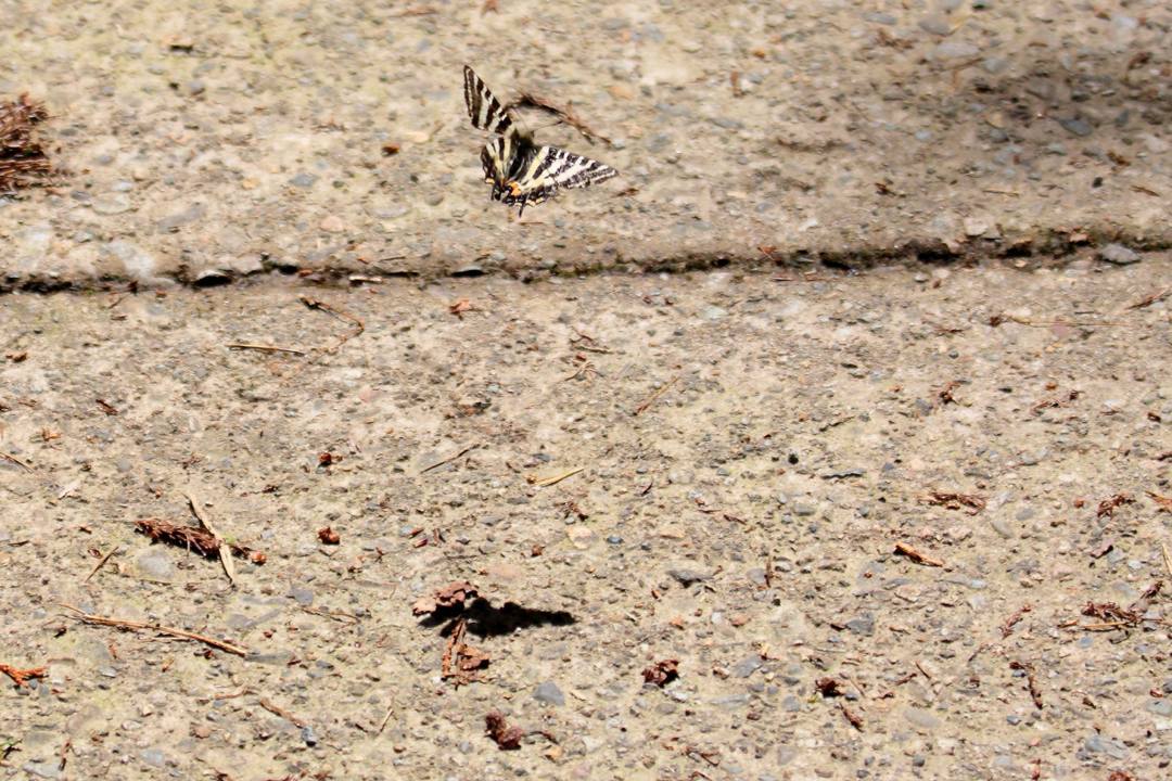 カタクリとギフチョウ_e0403850_21095893.jpg